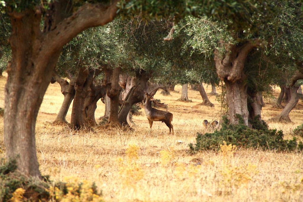 Country Resort Le Due Ruote Alberese Buitenkant foto