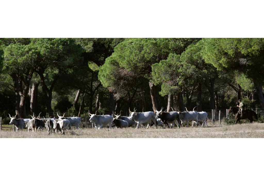 Country Resort Le Due Ruote Alberese Buitenkant foto